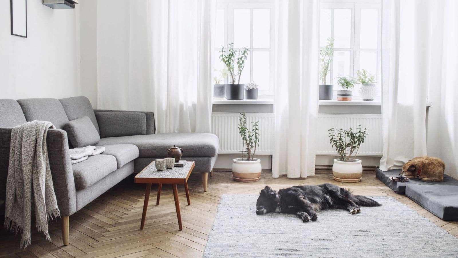 The Property Search